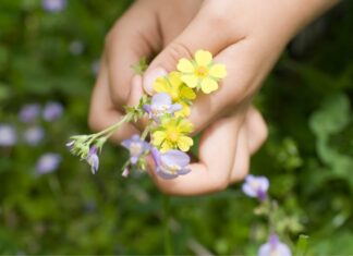 Des plantes médicinales déjà utilisées il y a plus de 15 000 ans Des plantes médicinales déjà utilisées il y a plus de 15 000 ans