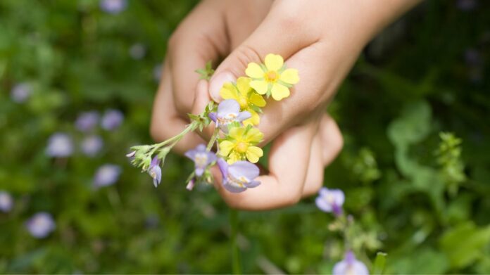 Des plantes médicinales déjà utilisées il y a plus de 15 000 ans