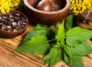 Les vertus thérapeutiques de la menthe Les vertus thérapeutiques de la menthe