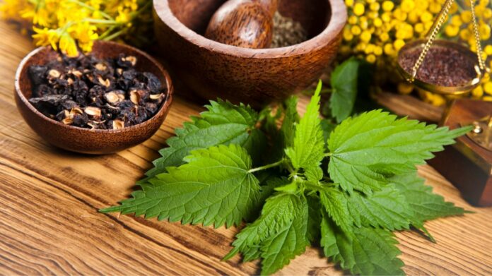 Les vertus thérapeutiques de la menthe