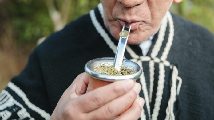 Médecine mapuche les plantes sacrées du Chili que le monde occidental ignore