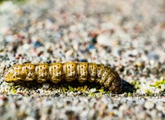 Concombre de mer la créature oubliée aux vertus insoupçonnées Concombre de mer holothuria