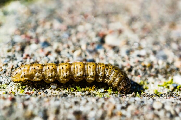 Concombre de mer holothuria