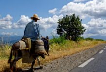 Algérie: la médecine traditionnelle a du succès Algérie la médecine traditionnelle a du succès