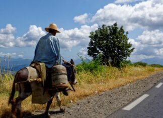Algérie: la médecine traditionnelle a du succès Algérie la médecine traditionnelle a du succès