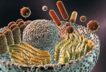 Quand le microbiome vivant rencontre les médecines du monde microbiome vivant