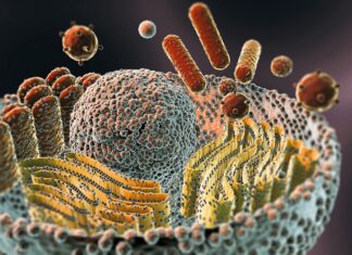 Quand le microbiome vivant rencontre les médecines du monde microbiome vivant