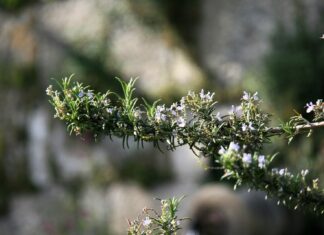 Le romarin, une pharmacopée naturelle aux vertus éprouvées Le romarin