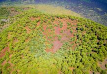 Plantes médicinales menacées quand la biodiversité s’effondre et fragilise les médecines du monde Plantes médicinales menacées