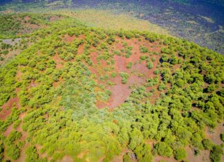 Plantes médicinales menacées quand la biodiversité s’effondre et fragilise les médecines du monde Plantes médicinales menacées