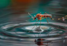 Quand les moustiques reviennent, la médecine face aux maladies qui réapparaissent avec la chaleur maladies vectorielles