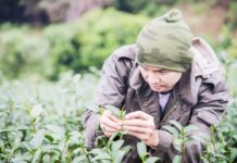 Plantes médicinales d’Asie, enquête sur les derniers herboristes nomades Plantes médicinales d’Asie