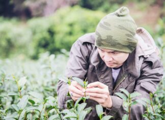 Plantes médicinales d’Asie, enquête sur les derniers herboristes nomades Plantes médicinales d’Asie