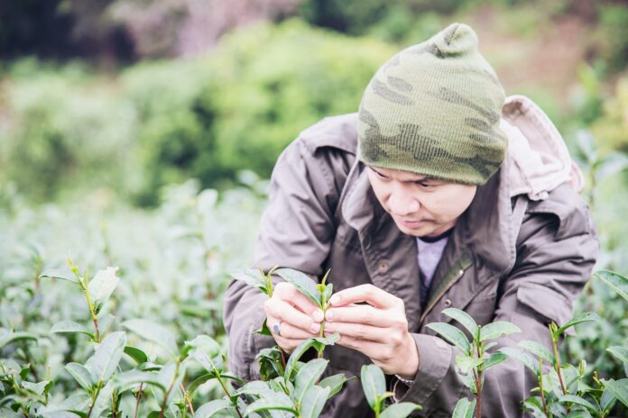 medecinesdumonde_Plantes médicinales d’Asie, enquête sur les derniers herboristes nomades_man-harvest-pick-fresh-green-tea-leaves-high-land-tea-field-chiang-mai-thailand Plantes médicinales d’Asie