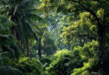 Quand les arbres deviennent des pharmacies géantes, les forêts médicinales d’Asie forêts médicinales d’Asie
