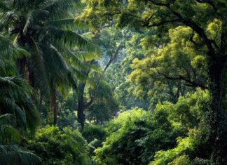 Quand les arbres deviennent des pharmacies géantes, les forêts médicinales d’Asie forêts médicinales d’Asie