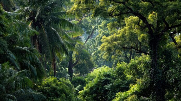 forêts médicinales d’Asie