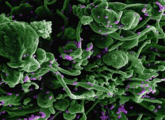 Fermentation médicinale, quand les aliments deviennent des alliés de la santé La fermentation médicinale