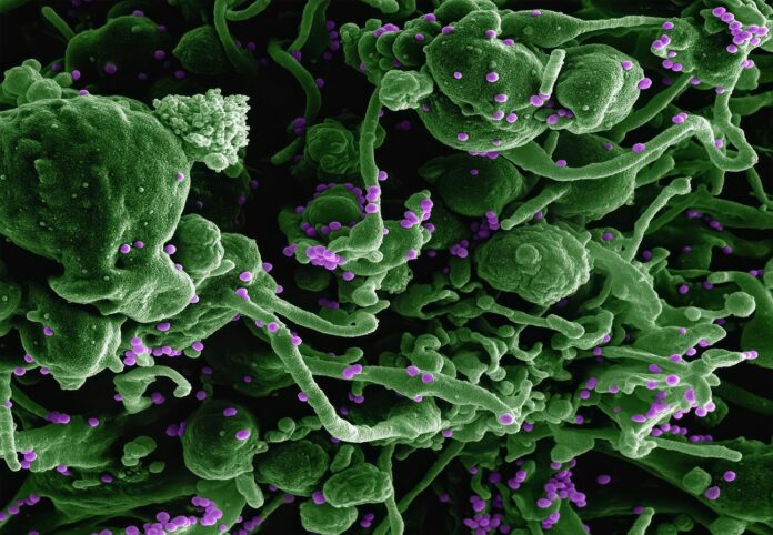La fermentation médicinale